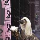 애견모델 이미지