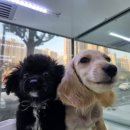 도로시 펫 이미지