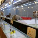 아이러브독 애견미용실 이미지