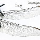 잠자리(Dragonfly)