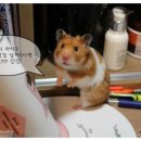 J.헤어 갤러리