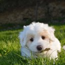 고덕 동물의료센터 이미지