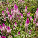 산정농원 이미지