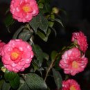 화신동백 이미지