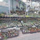 다육사랑화원 이미지