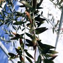 올리브나무 이미지