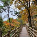 10 월25 일 수요 산행... (무장애 숲길) 걸어요 이미지