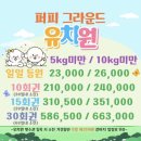 퍼피 그라운드 이미지