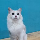 Fall in Rags 이미지