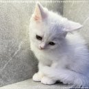 도그365 | 분양 후에도 지속적인 관리를 받을 수 있는 강아지분양 인천강아지분양 고양이분양 도그마루