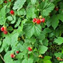 산딸기 블루베리 판매 이미지