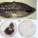 스네이크스킨 구라미 (Trichopodus pectoralis) 근육 기생 흡충 Posthodiplostomum sp 이미지