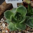 샐리가든 이미지