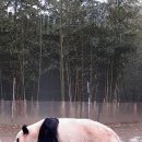 팬더랜드 티스토리