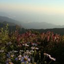 정원야생화 이미지