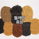 들깨나라 이미지