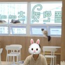 폴인캣츠