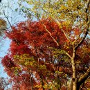 대촌한우곰탕숯불갈비 이미지