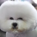 ANOTHER DOG 이미지