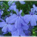 로벨리아(lobelia) 이미지