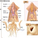 오징어나라2
