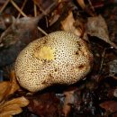 황토버섯 이미지