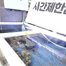 황금조개 튼튼장어 이미지