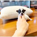 부천강아지분양 고양이분양 24시 데려가개 부천점 이미지