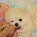 플랜멍 강아지분양 포항점 이미지