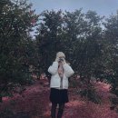 북촌초등학교 | [제주/조천카페] 북촌에가면 ::북촌리 동백꽃카페 / 여름에는 장미와 수국