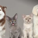 방콕 도청이 무료 마이크로칩 삽입 및 등록 절차 촉구, 반려견 반려묘 등록 이미지