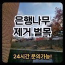 단계은행아파트(60015) | 은행나무 제거 비용과 벌목 가격 후기