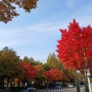 계룡로(유성온천역-만년교) 이미지