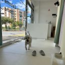 차차펫살롱 이미지