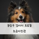 이모네 강아지 | 중랑구 사진관 추천 강아지 프로필 조군사진관 중형견 후기