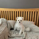 서쪽강생이