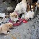 청원사료 이미지