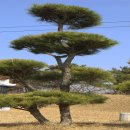 소나무 전경 이미지