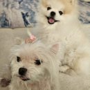 댕모아 | 댕모어X레모나 저자극 강아지목욕샴푸 편리해