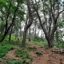 백양산 나들숲길 이미지