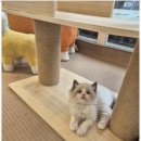 달콤하니냥 이미지