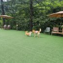 메리도그하우스 이미지