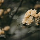 장미음악학원 - 양천구 목동중앙로3길 53 | 장미음악학원