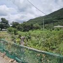 [직거래] 밀양 삼랑진 전원주택 부지 539평, 대지+답 일괄(평당 78만원) 이미지