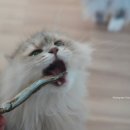 묘봉지 | 고양이간식추천, 묘생묘미 북어 치킨 열빙어트릿 &amp;가다랑어포