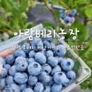 천안제일고 제2농장 | 아이와 갈만한곳 천안 블루베리 체험 여행 직산 아람베리농장 추천