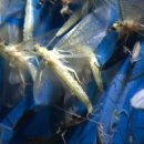 연막법인 이미지