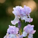 LAZY MORNING 이미지