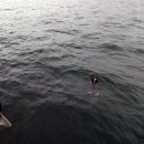 알래스카 크루즈 여행 빙하 투어 키나이 피요르드 국립공원 Kenai Fjords 알레스카 빙하 크루즈 후기