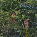 유한회사 미미카페 | 세부 3박4일 자유여행 2일차::게리스그릴,세부시티,아얄라몰 마사지 네일,아이콘,미스피츠커피